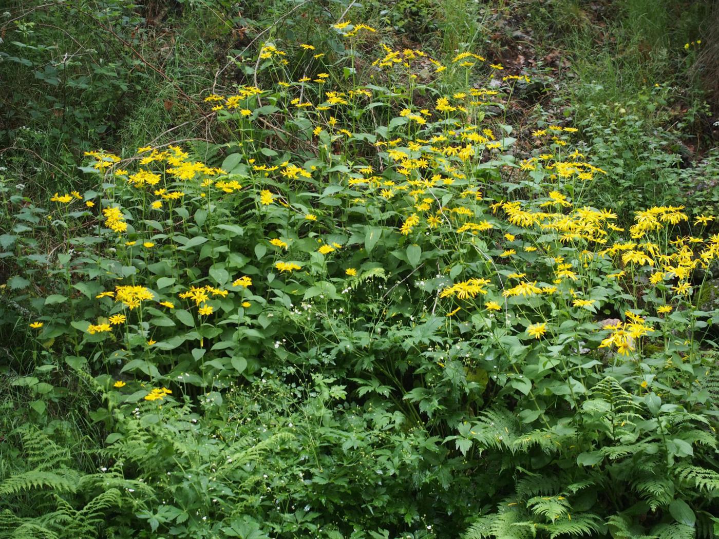 Leopard's Bane, Austrian plant